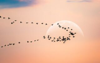 Geese migrating to illustrate Drupal to WordPress migrations