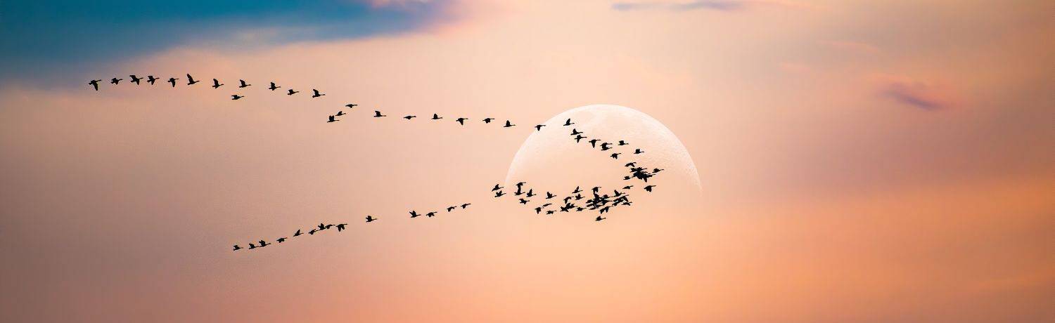 Geese migrating to illustrate Drupal to WordPress migrations