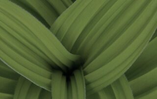 Corn lily background