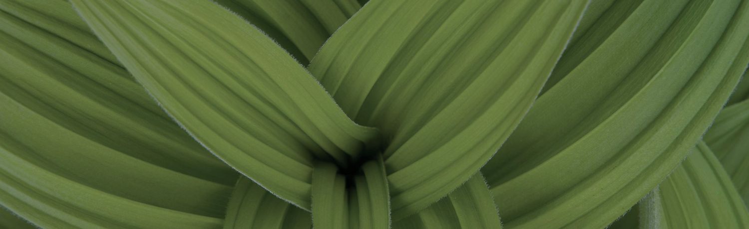 Corn lily background